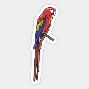 Macaw Design Sticker